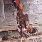 ديك شامو ياباني