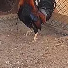 ديك   عربي أصيل