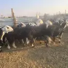 حريات دفيع شرط 55راس