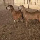 رخال سواكن للبيع