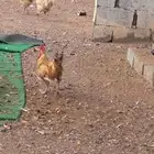 للبيع ديك عدد 3