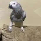 طير مفقود كاسكو في الشفاء حي بدر - خاتم رصاصي
