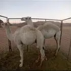 قعدان للبيع