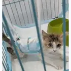 قط للتبني ( حاله خاصه )