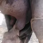 خلفه ساحليه تحتها حواره