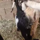 ثلاث تيوس وثلاث جفار عوارض ومشاريك اعمارها فوق خمسة شهور فل