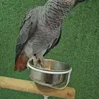 فرخ كاسكو اليف