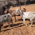 ثلاث معزا مشاريك دفيع على الفحص