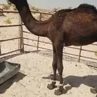 قعود مجهم عمرهحول10 شهور للبيع الدمام قريب سوق الغنم