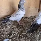 حمام باكستاني