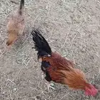 دجاج للبيع العدد 27