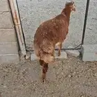 مشروع فحل دقسي ادهم أصل صنف على السوم