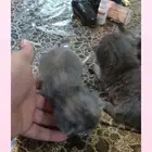 قطط شيرازي حديثة الولاده للبيع