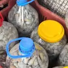 اشتري ثقالة سكراب او رصاص سكراب