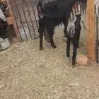 عنز عارضيه تامه معها جفره عمرها حول شهرين