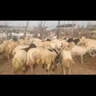 خرفان بلدي اضاحي