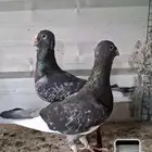 للبيع جوزين ابلق