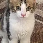 قطط