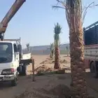 نخل نحيل جميع انواع إنخل  مكه  جده الطايف