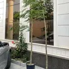 شجرتين بنسيانا ملكي احمر للبيع