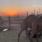 10 حشو 6 بكار مفاطيم