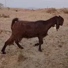 معزا شاميات فواخر