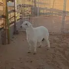 خاروف فل شحم