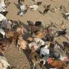 دجاج وديوك للببع