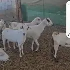 13معزا بيشيات دفيع