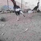 دجاج باكستاني