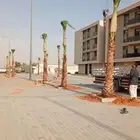 زراعت نخيل واشنطن ونخل عربي