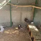 جاكوبين