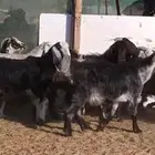 بسم الله ماشاء الله معزا جروم كايفه العدد16بفحل دفيع واغلبه