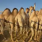 قعدان فل الفل للبيع