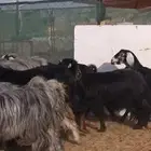 معزا عوارض فاخر دفيع ولد منها ثنتين