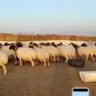 غنم نعيم رغايث ودفيع 195