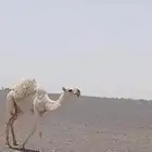 للبيع حواره