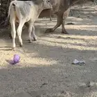 بقره المانيه