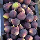 شتلات تين العبيد بأبها