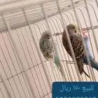 الزلفي