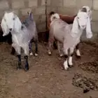 اربع جفار وفحلهم الخامس مصريات سلالت حليب