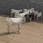 ماعز بيشي العدد 8 والفحل التاسع