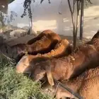 طليان سواكن