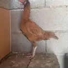 دجاج باكستاني