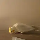 كروان لاتينو