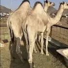 قعدان زواجات ويوجد توصيل وذبح