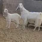 الموقع شمال الجله