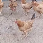 بيشه مفرق النقيع