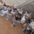براهما
