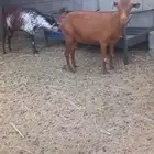 ماعز للبيع وتيس اوشح